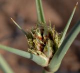 Cyperus capitatus