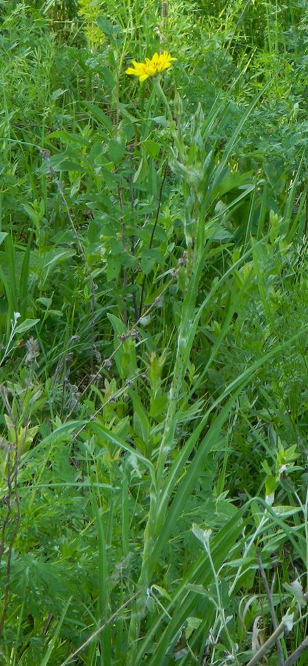 Изображение особи Tragopogon podolicus.