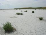 Salicornia perennans