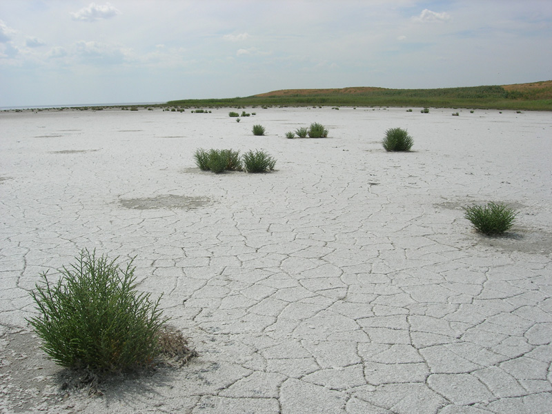 Изображение особи Salicornia perennans.