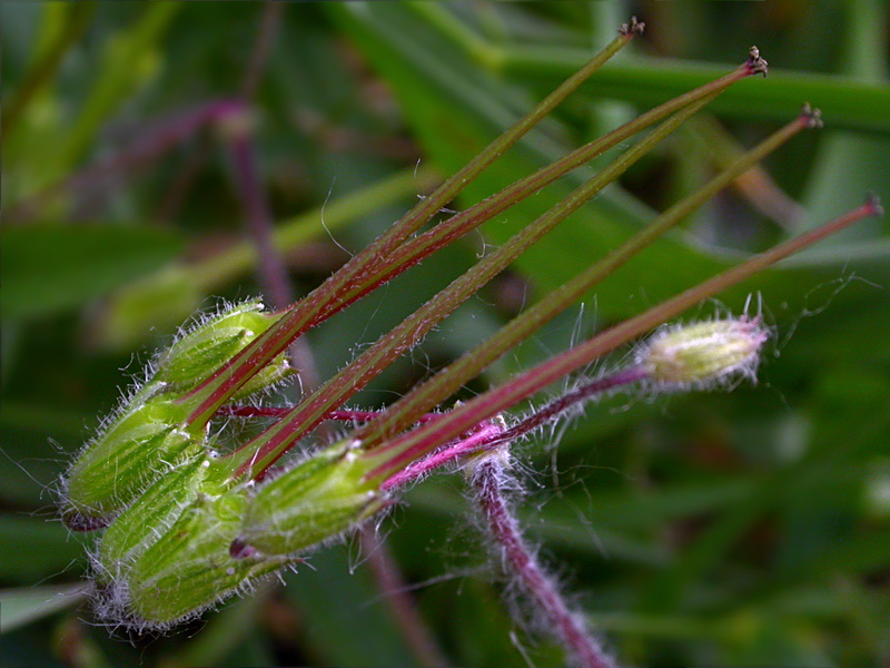 Изображение особи Erodium cicutarium.