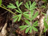 Corydalis solida
