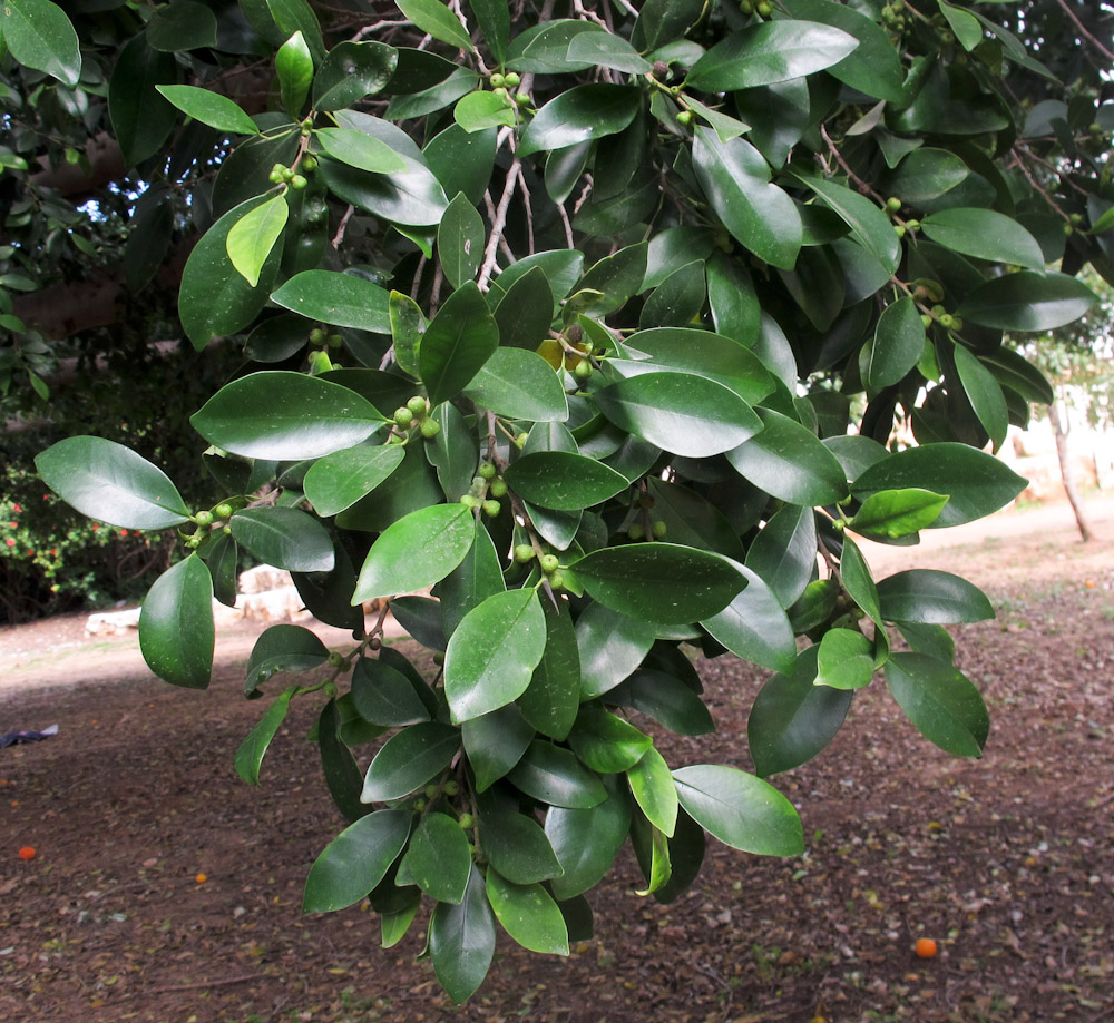 Image of Ficus microcarpa specimen.