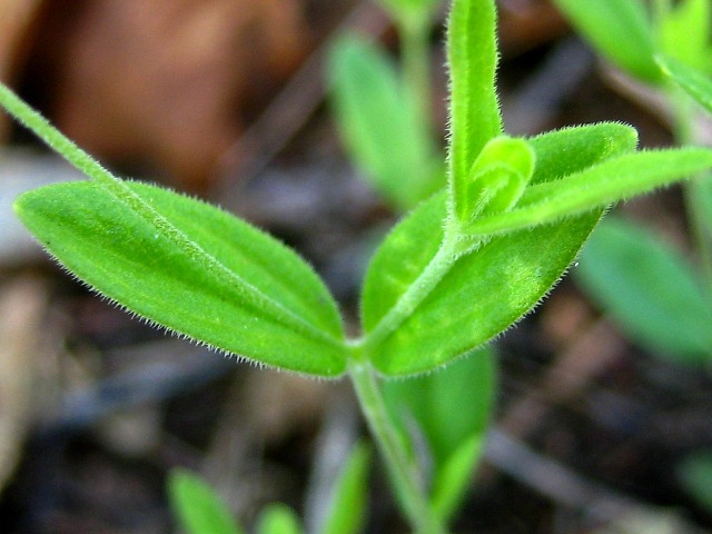 Image of Moehringia lateriflora specimen.