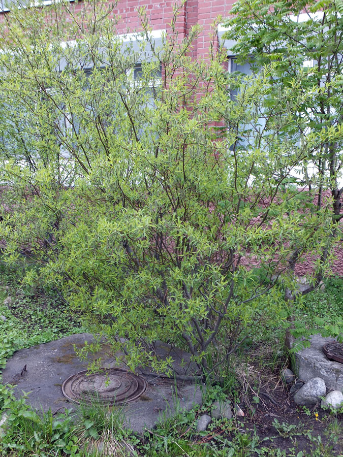Изображение особи Salix phylicifolia.