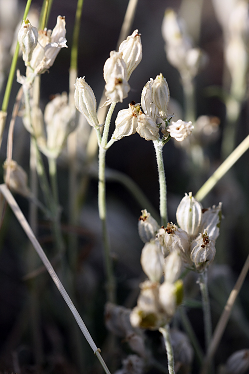 Изображение особи Silene brahuica.