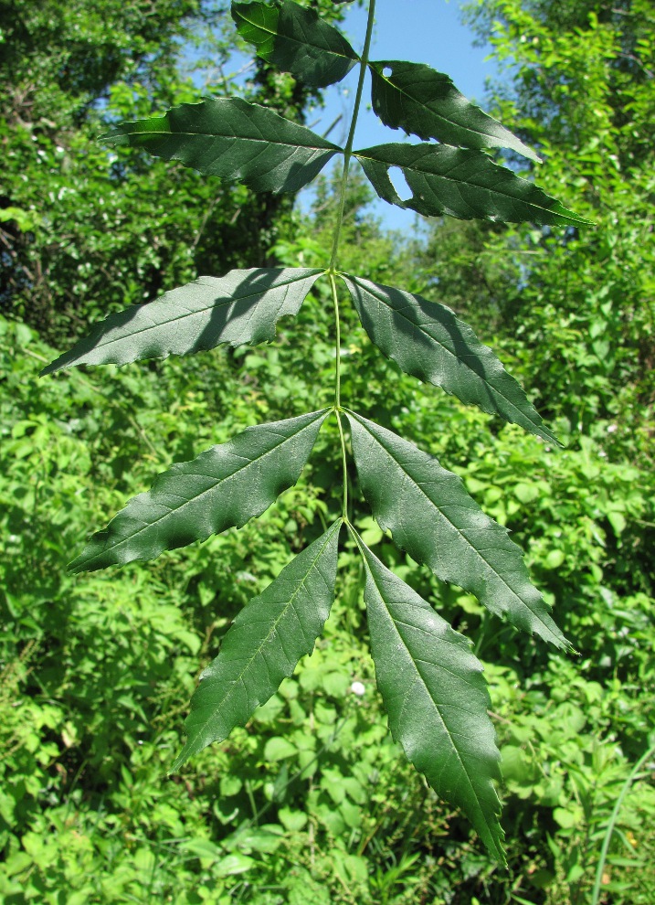 Image of genus Fraxinus specimen.