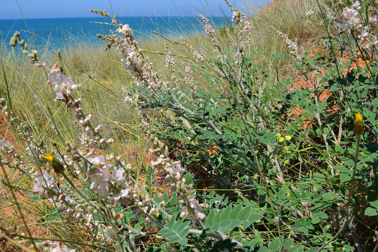 Image of Onobrychis pallasii specimen.