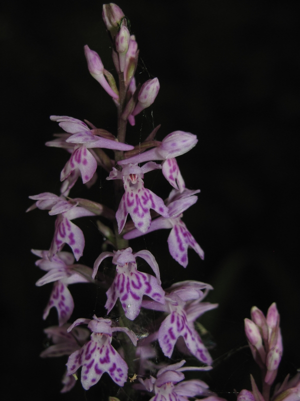 Image of Dactylorhiza fuchsii specimen.