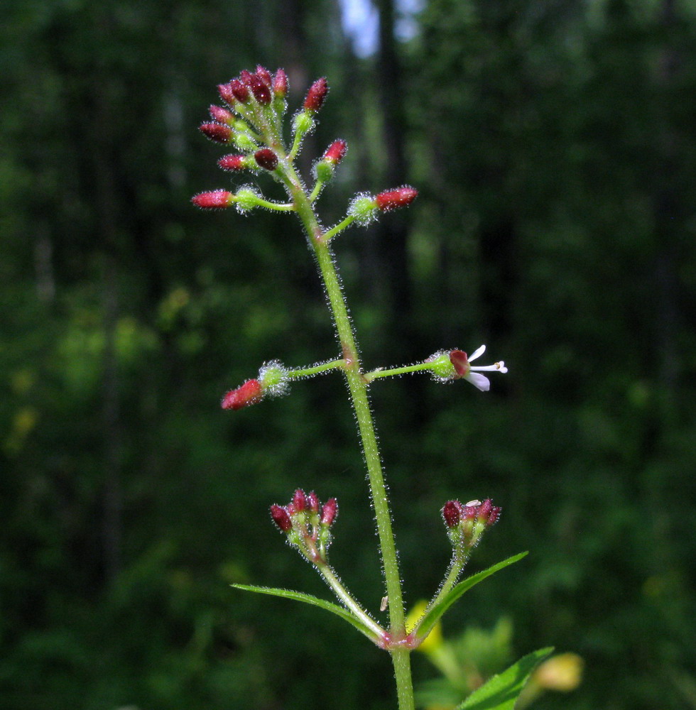 Изображение особи Circaea lutetiana ssp. quadrisulcata.