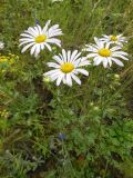 Chrysanthemum zawadskii