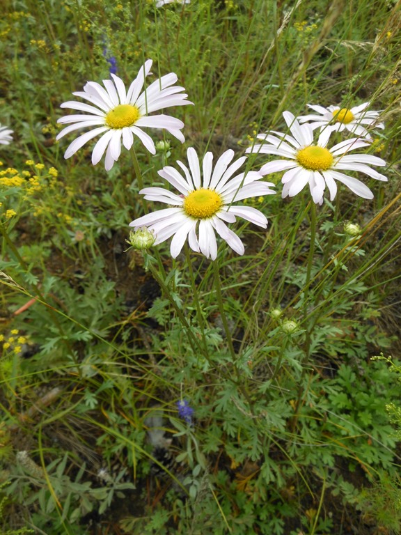 Image of Chrysanthemum zawadskii specimen.