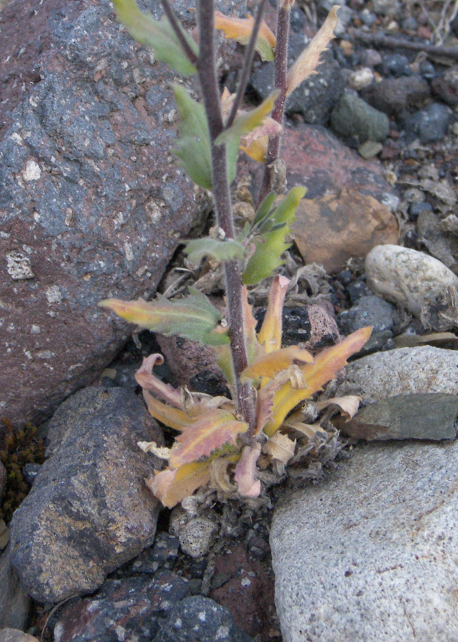 Image of Draba stylaris specimen.