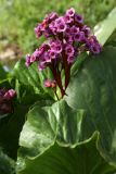 Bergenia crassifolia. Соцветия и листья. Ленинградская область, пос. Дубочки, в культуре. 27.05.2012.