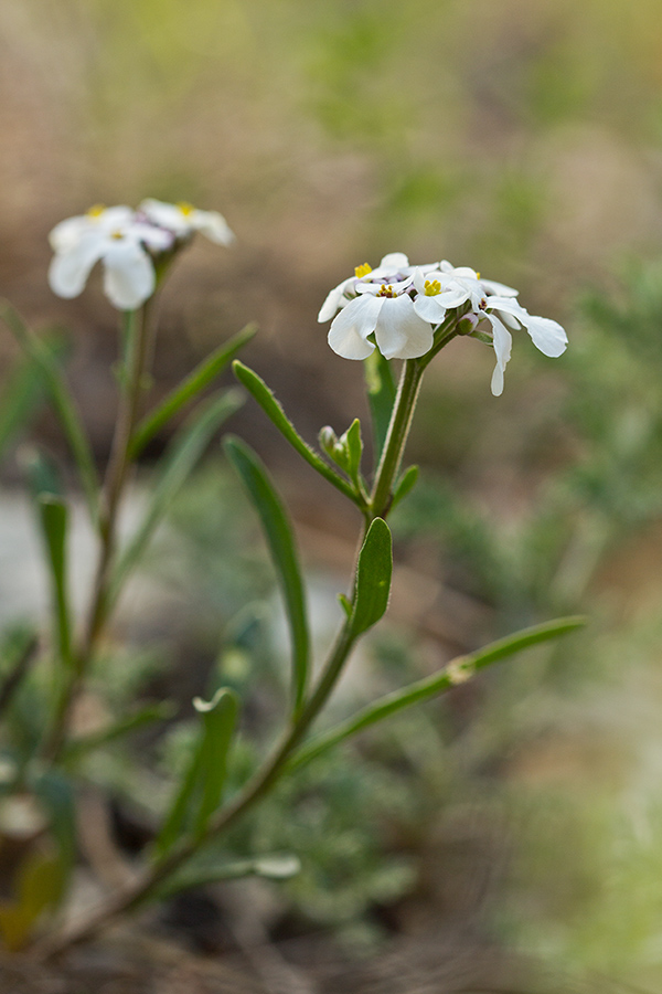 Изображение особи Iberis simplex.