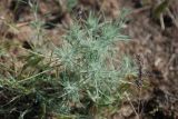 Ceratocarpus arenarius. Растение в степи. Волгоградская обл., побережье оз. Эльтон, полупустыня. 21.05.2007.