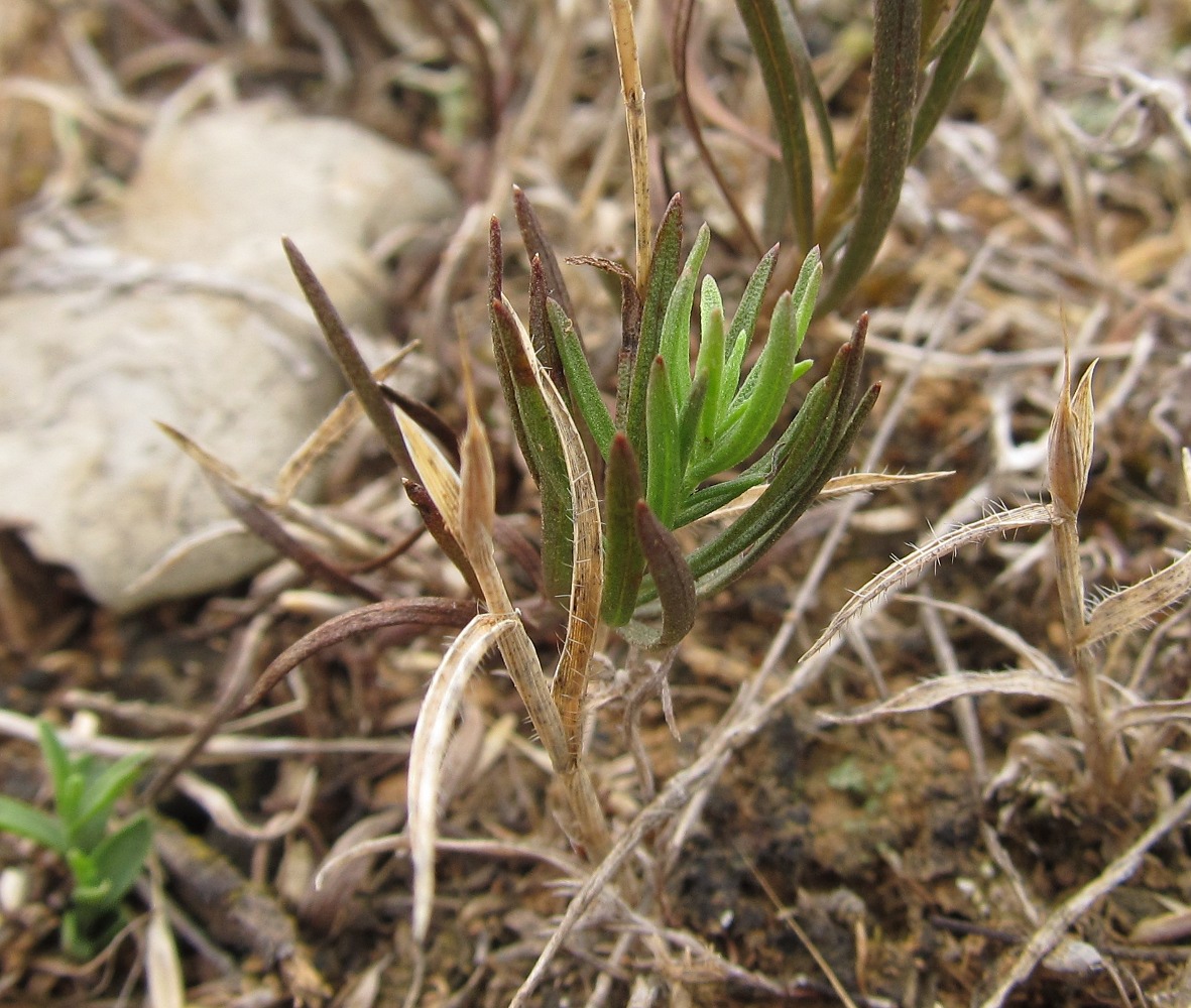 Image of Galatella linosyris specimen.