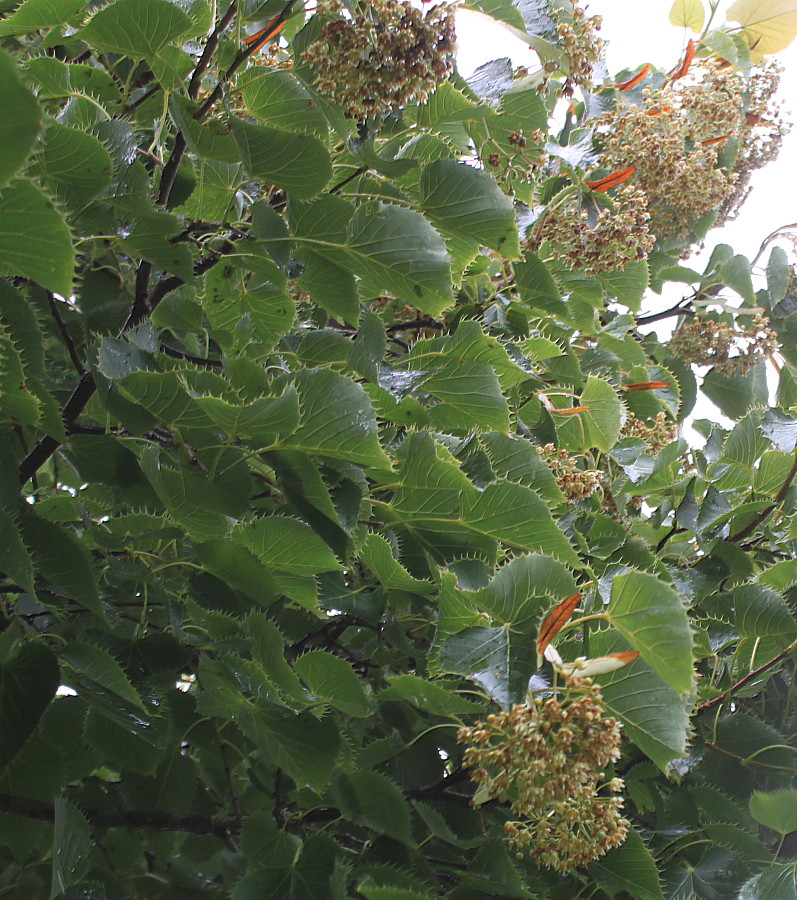 Изображение особи Tilia henryana.