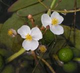 Sagittaria natans. Бутоны, цветки и плоды. Приморский край, Спасский р-н, окр. с. Хвалынка. 31.08.2012.