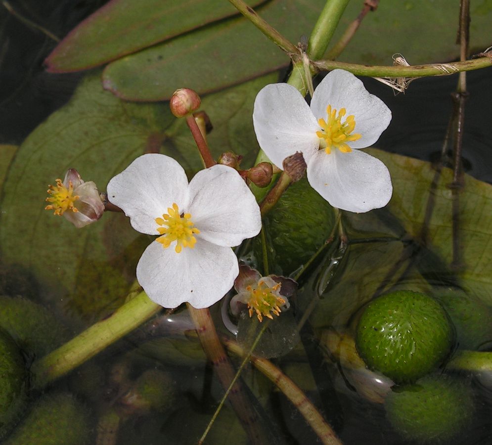 Image of Sagittaria natans specimen.