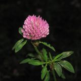 Trifolium pratense