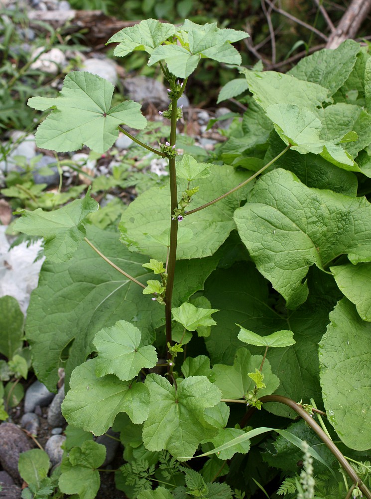 Image of Malva verticillata var. neuroloma specimen.