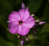 Phlox paniculata