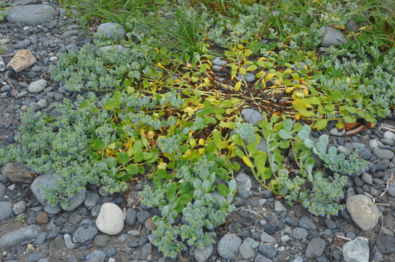 Изображение особи Mertensia maritima.