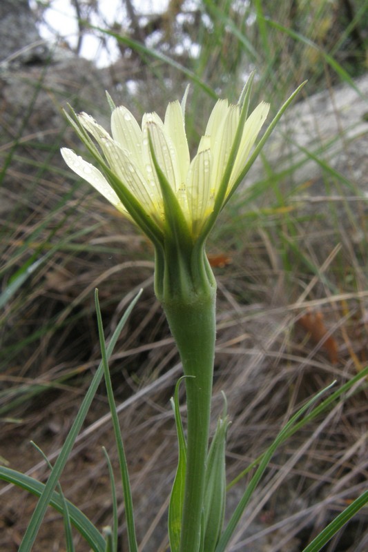 Изображение особи Tragopogon dubius.