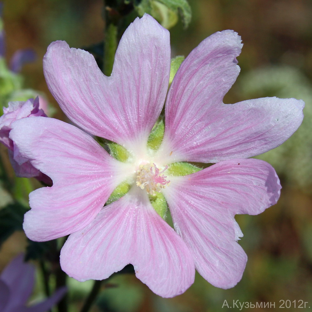 Image of Malva thuringiaca specimen.