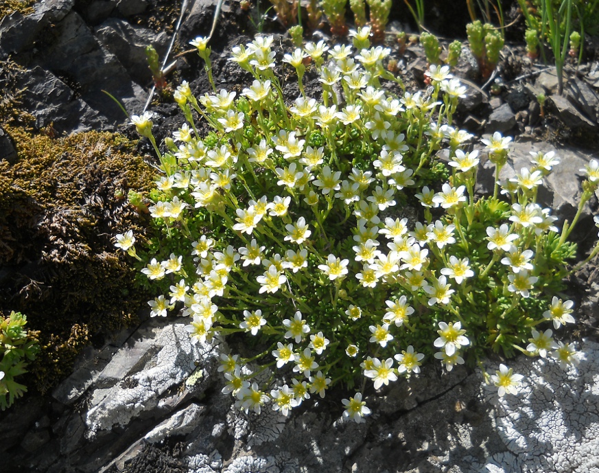 Изображение особи Saxifraga moschata.