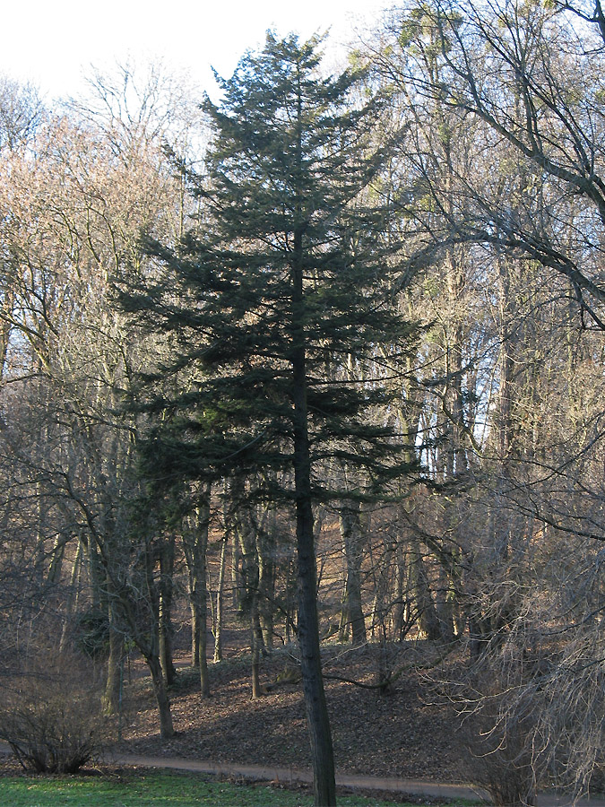Image of Tsuga canadensis specimen.