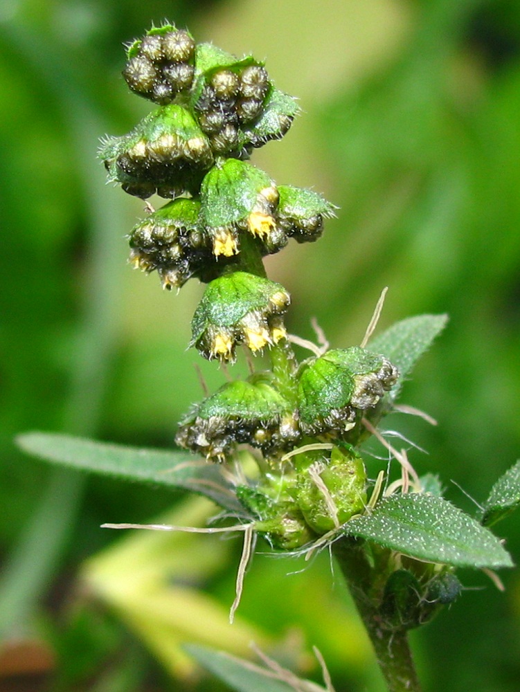 Image of Ambrosia artemisiifolia specimen.