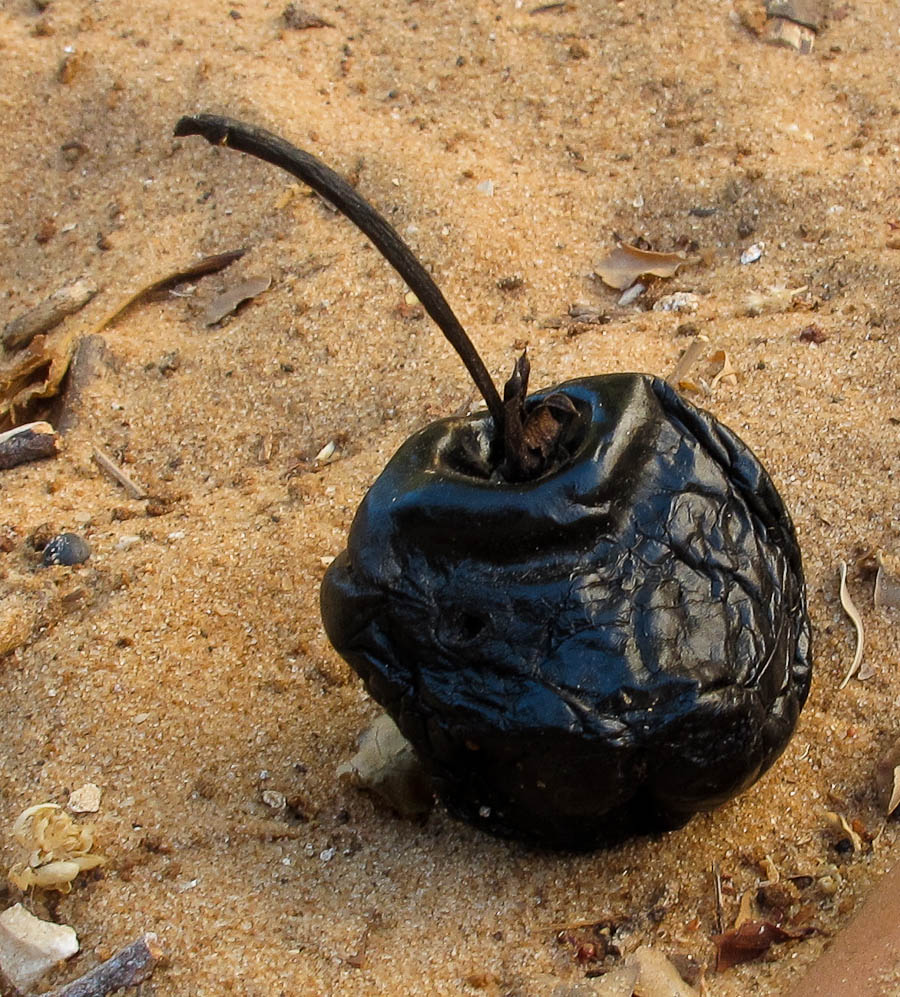 Image of Thevetia peruviana specimen.