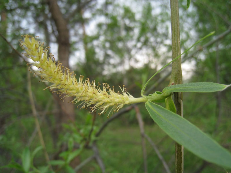 Image of Salix triandra specimen.