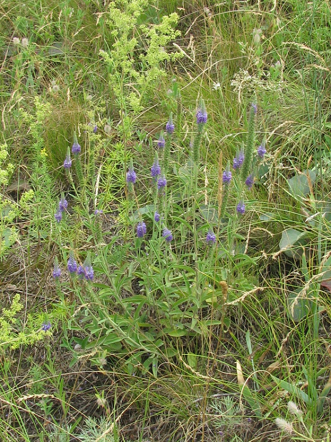 Image of Veronica barrelieri specimen.