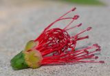 Callistemon phoeniceus