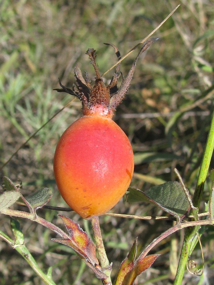 Image of Rosa koso-poljanskii specimen.