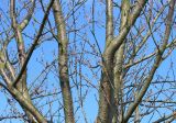 Prunus serrulata. Ветви средней части кроны покоящегося дерева ('Kansan'). Германия, г. Кемпен, у детской площадки. 22.03.2013.