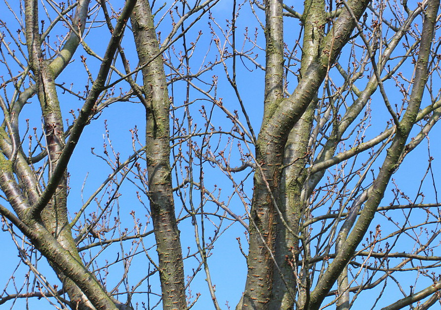 Image of Prunus serrulata specimen.