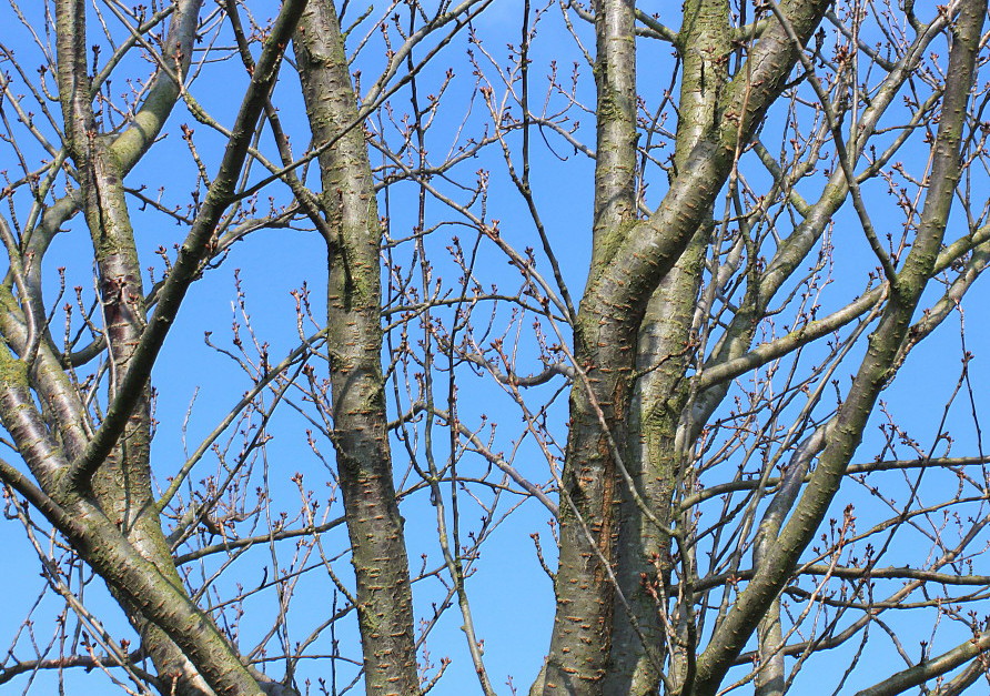 Изображение особи Prunus serrulata.