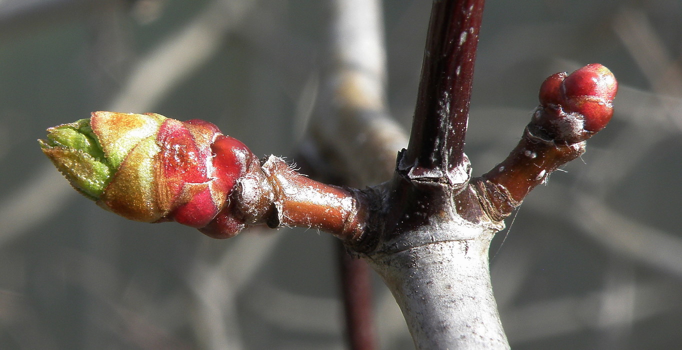 Image of Crataegus macracantha specimen.