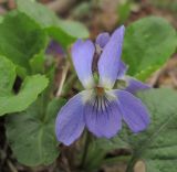 Viola suavis