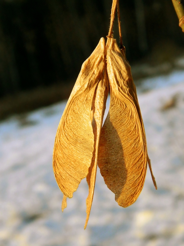 Image of Acer negundo specimen.