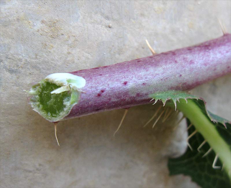 Image of Lactuca serriola specimen.