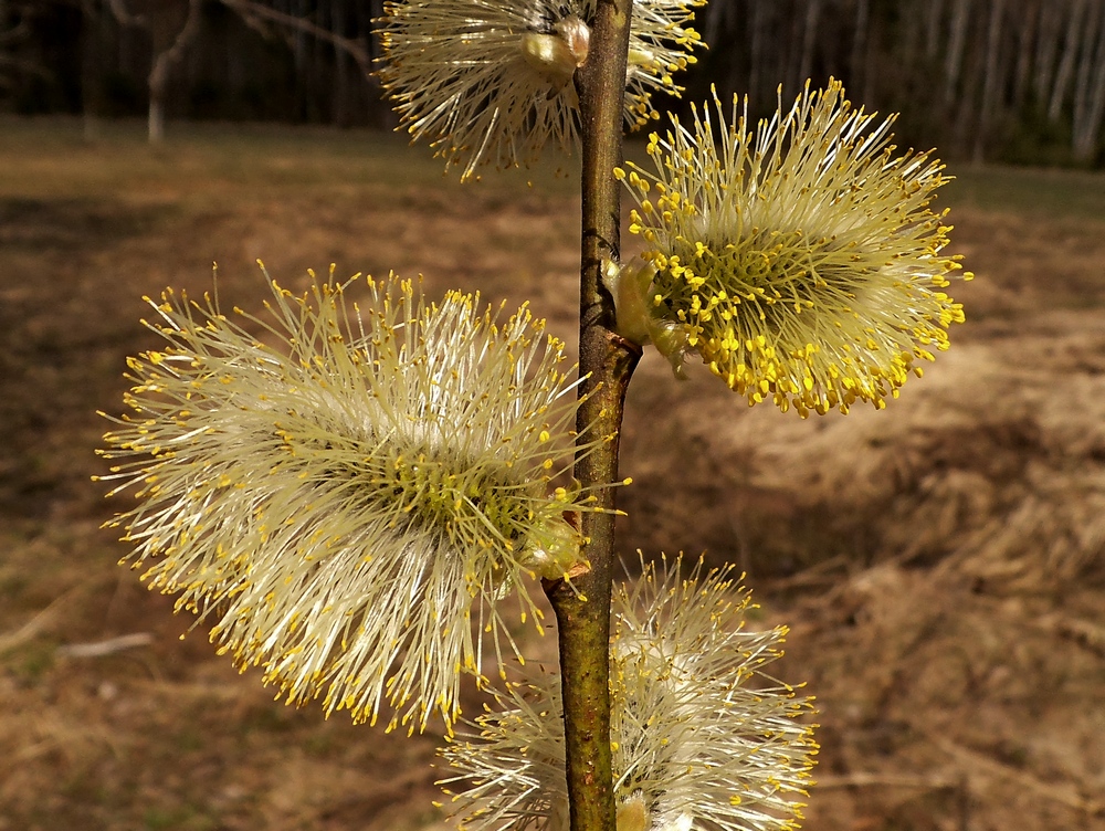 Image of Salix caprea specimen.