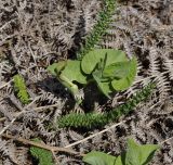 Aristolochia pallida