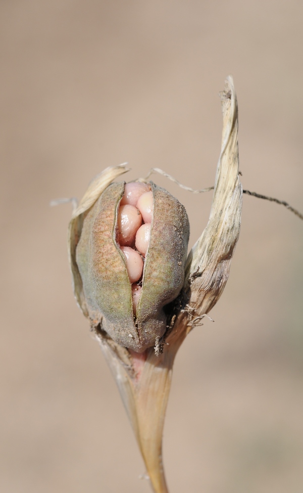 Image of Iris tenuifolia specimen.