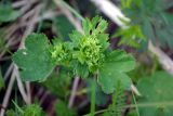 genus Alchemilla