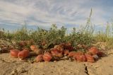 Astragalus sumneviczii. Плодоносящее растение в солянково-серополынной глинистой пустыне. Казахстан, Восточно-Казахстанская обл., Аягозский р-н, 38 км СЗ пос. Актогай; Северное Прибалхашье, плоская терраса долины р. Баканас, юго-западнее сопки Аяккараул. 31.05.2013.